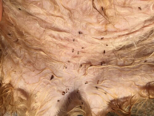 Fleas crawling on a dog's stomach.