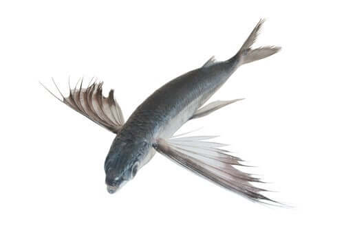 A tropical two-wing flyingfish spreading its wings.