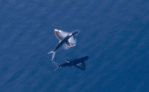3 Amazing Species of Flying Fish - My Animals
