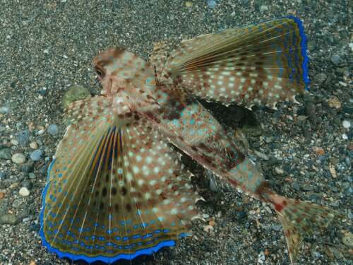A flying gurnard swimming along the bottom of the sea.