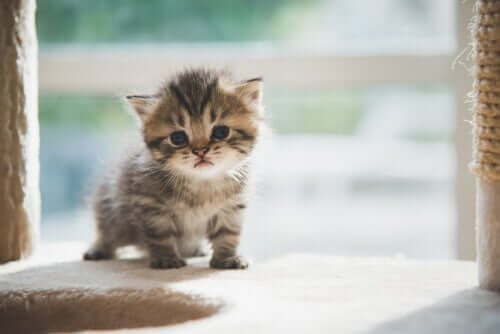A small kitten.
