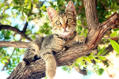 A cat in a tree.