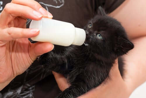 A kitten drinking milk.