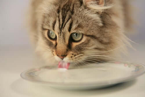 A cat drinking some milk.