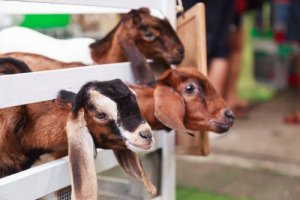 Goats in a pen.