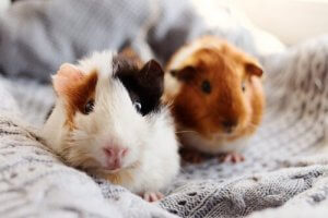 Domestic guinea pigs.
