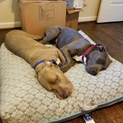 Best friends Hansel and Gretel share a bed.