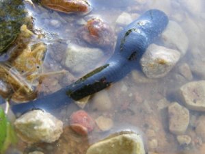 Medicinal Leeches: Do They Really Work?