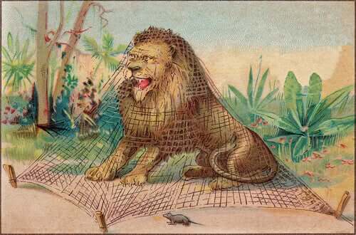 A lion is standing trapped under a net. 