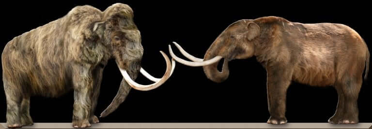 A rendering of a mastodon and an elephant standing face to face. 