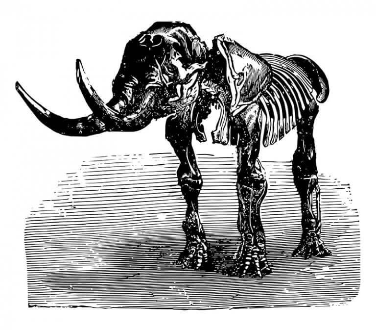 An illustration showing a mastodon skeleton.