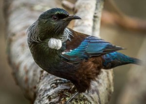Iridescent feathering on the tui.