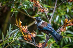 Tui live in the forests of New Zealand.
