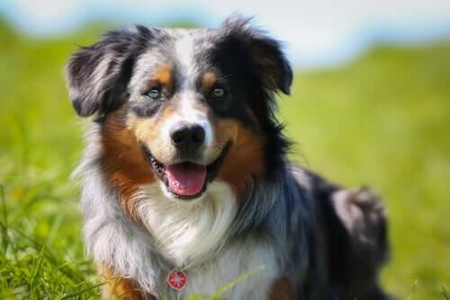 A collie dog in a field.