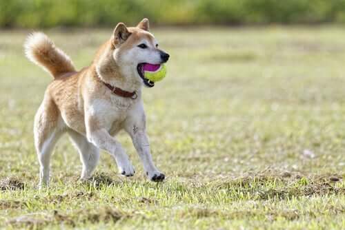 Shibas, the Breed Known as "Dog Cats"