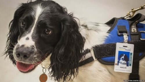 Two Dogs Sniffing Out Superbugs in a Canadian Hospital