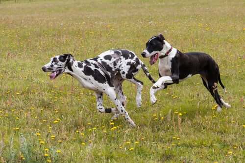 Two large dogs running.