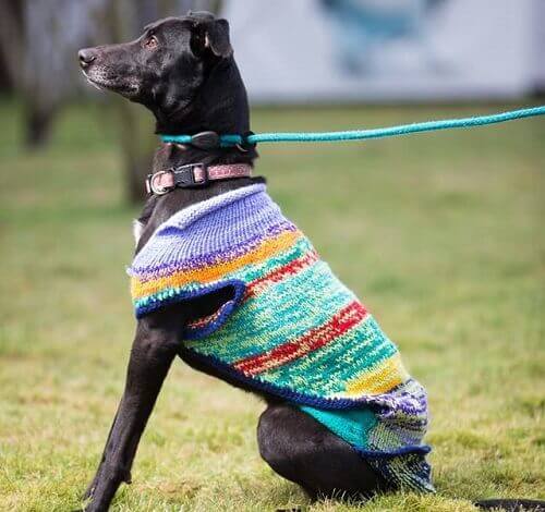 A homeless black dog wearing a sweater.