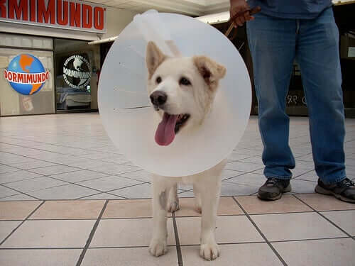 Alternatives to Pet Cones For Dogs