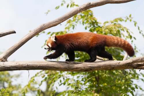 A red panda walking along a tree branch.