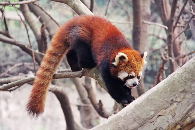 A red panda climbing through a tree.