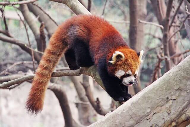A red panda climbing through a tree. 
