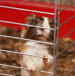 A domestic guinea pig in a cage.