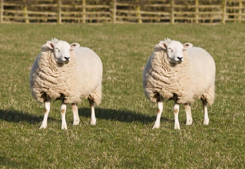 Two sheep standing next to each other in a field. 