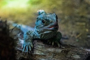 A tuatara on a log.