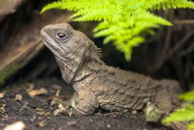 The Tuatara: A Survivor from the Dinosaur Era - My Animals