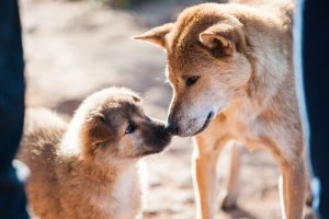 Dogs: The Keys to Successful Breeding
