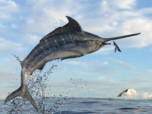 A swordfish jumping out of the water to try to catch a flying fish. 