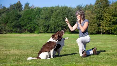 A woman in a park teaching two dogs to sit.