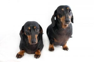 The Legality of Transgenic Animals