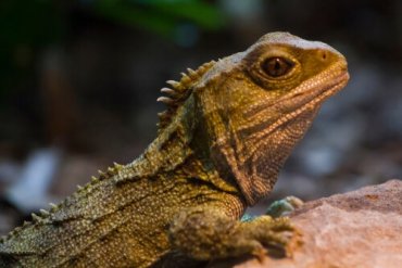 tuatara dinosaur