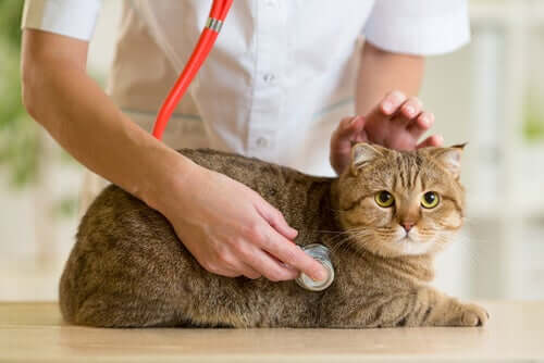 A cat who has fallen getting medical treatment.