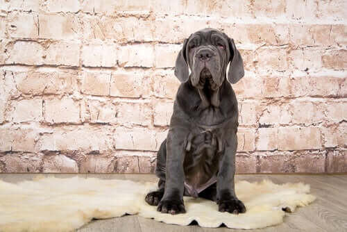 A young Neapolitan Mastiff.