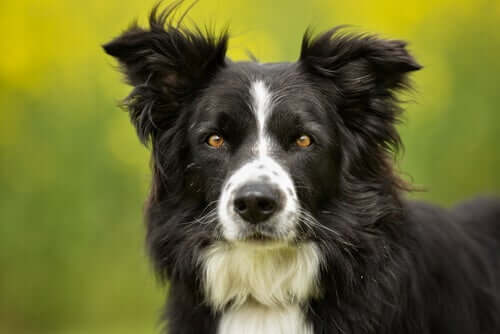 A Border collie looking straight at the camera.