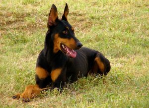Working Dog Breeds - Loyal and Hardworking