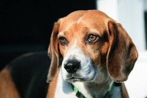 European Dog Breeds - The Classics