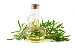 The Benefits of Tea Tree Oil for Dogs