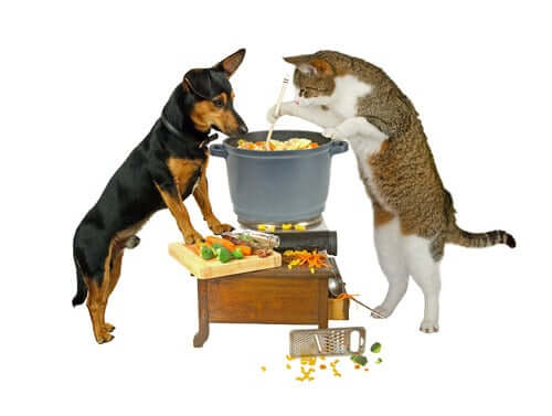 A cat and a dog cooking a meal.