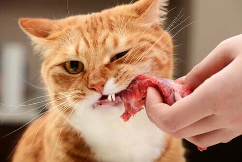 A cat eating a piece of meat.