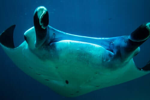 A closeup of a manta ray.