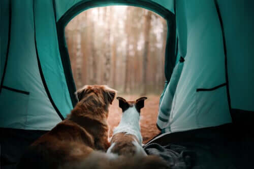 A couple of dogs in a tent looking out.