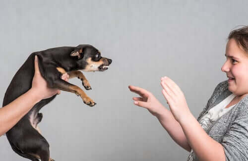 A dog being aggressive towards a girl.