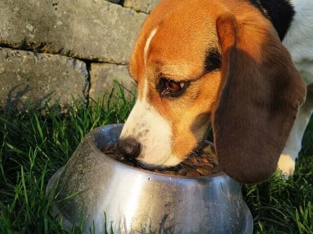 A dog eating from a bowl.