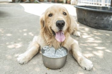 Side Effects of Giving Ice to Dogs - Myth or Fact?