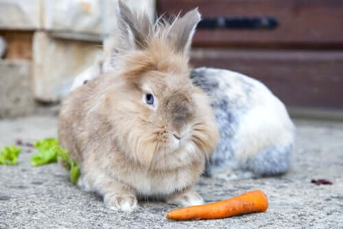 The Best Pet Rabbit Breeds - My Animals