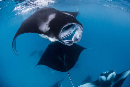 A group of manta rays.